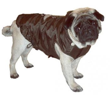 Hundemantel Route 66 - Schwarz - auch fr Franz. Bulldogge -  HundeLeben-exklusiv