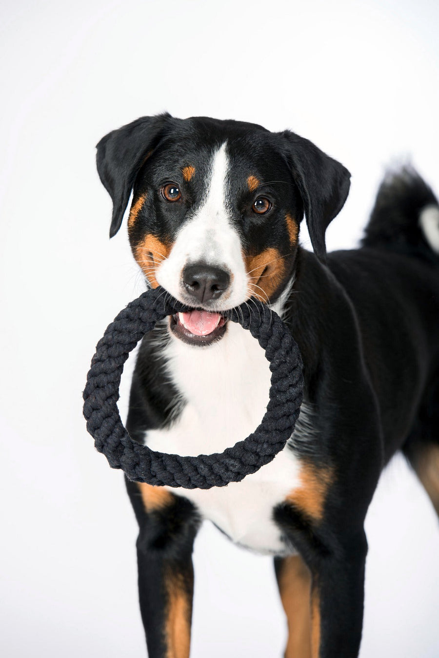Ringo Ring Seilspielzeug - Hund Schwarz 22x22x3 cm