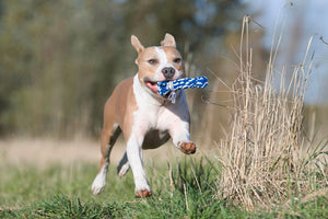 Bonnie Bone Rope Toy - Hund Blau und Weiß 15x7x4 cm