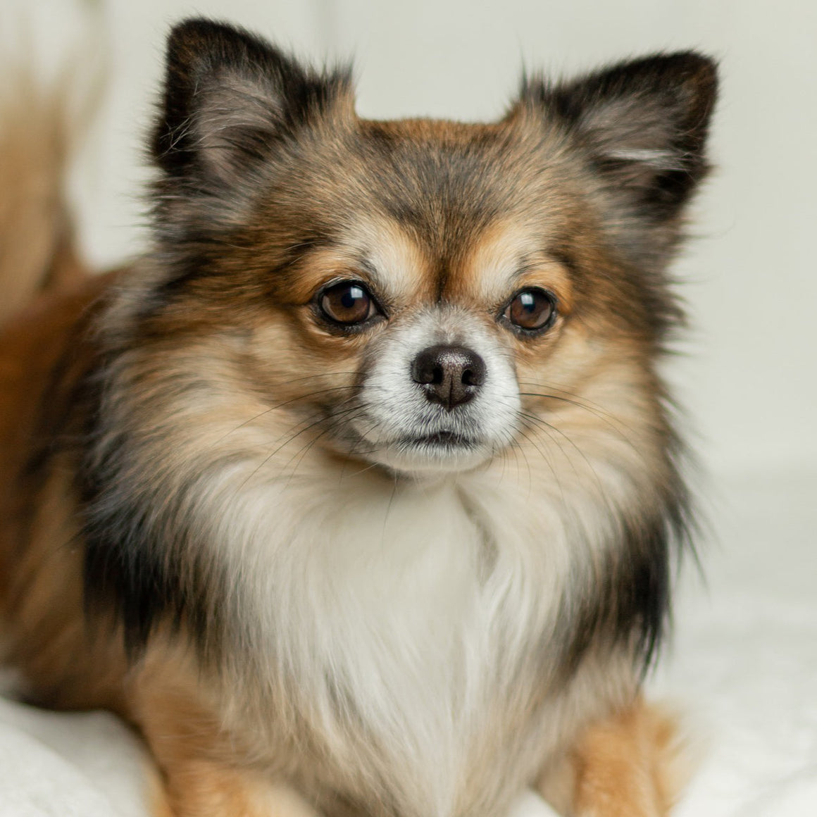 Für deinen Chihuahua