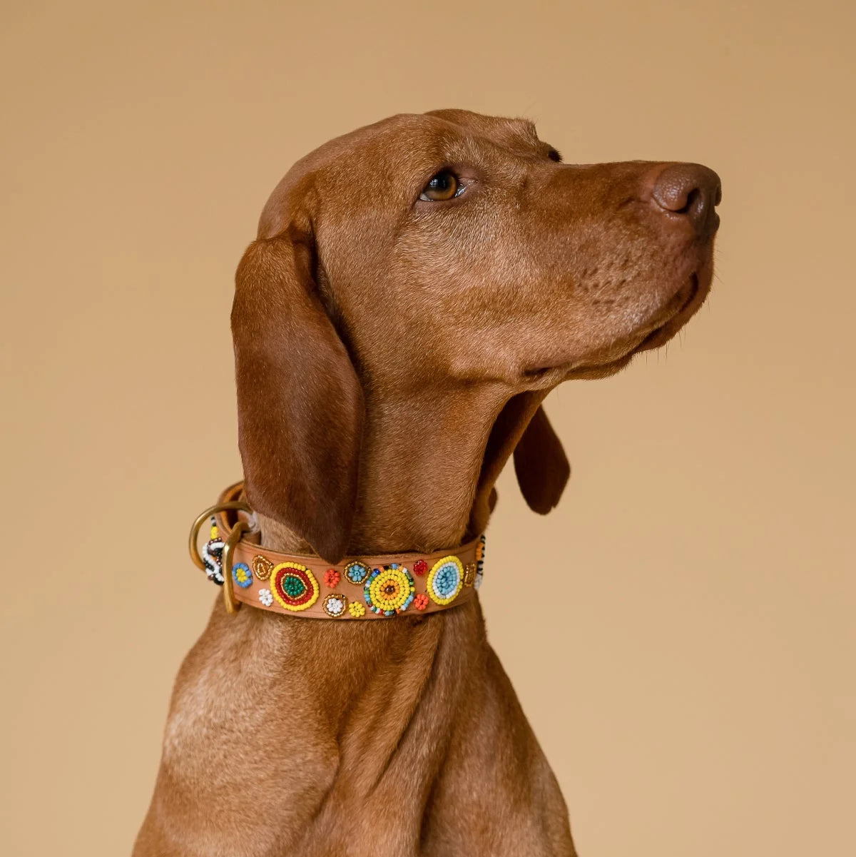 34 Hundehalsband-Ideen  hundehalsband, halsband, hunde
