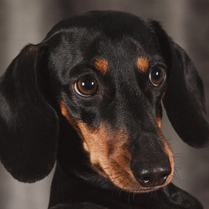 Hundehalsband Dackel / Teckel / Dachshund mit Strass - individuelle Farbgestaltung