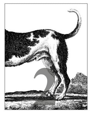 Postkarten Tails