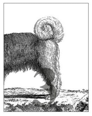 Postkarten Tails