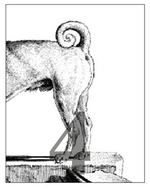 Postkarten Tails