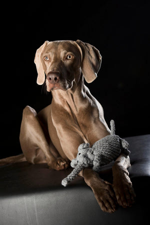 Elton Elefant Seilspielzeug - Hund Grau 33x8x10 cm