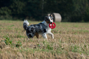 Paula Peace Seilspielzeug - Hund Rot 17x17x3 cm