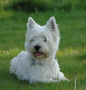 Hundehalsband - Lederhalsband West Highland Terrier / Westie - Farbe frei wählbar