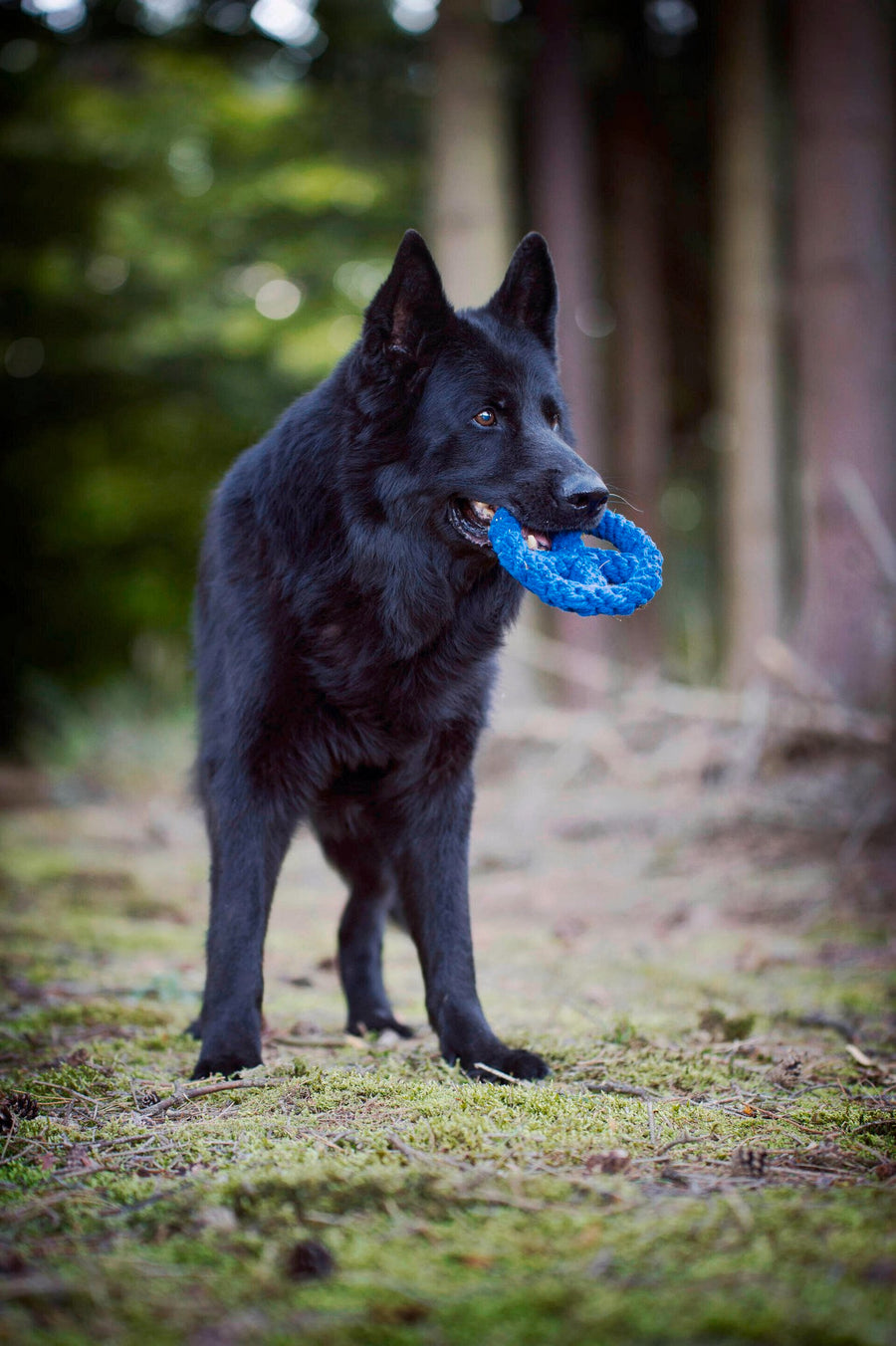 Paulchen Peace Seilspielzeug - Hund Blau 17x17x3 cm